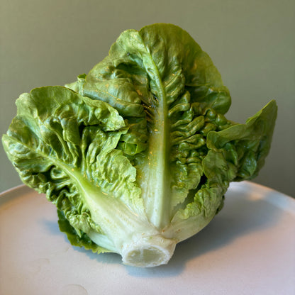 Lettuce - Buttercrunch