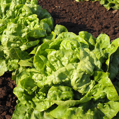 Lettuce - Buttercrunch
