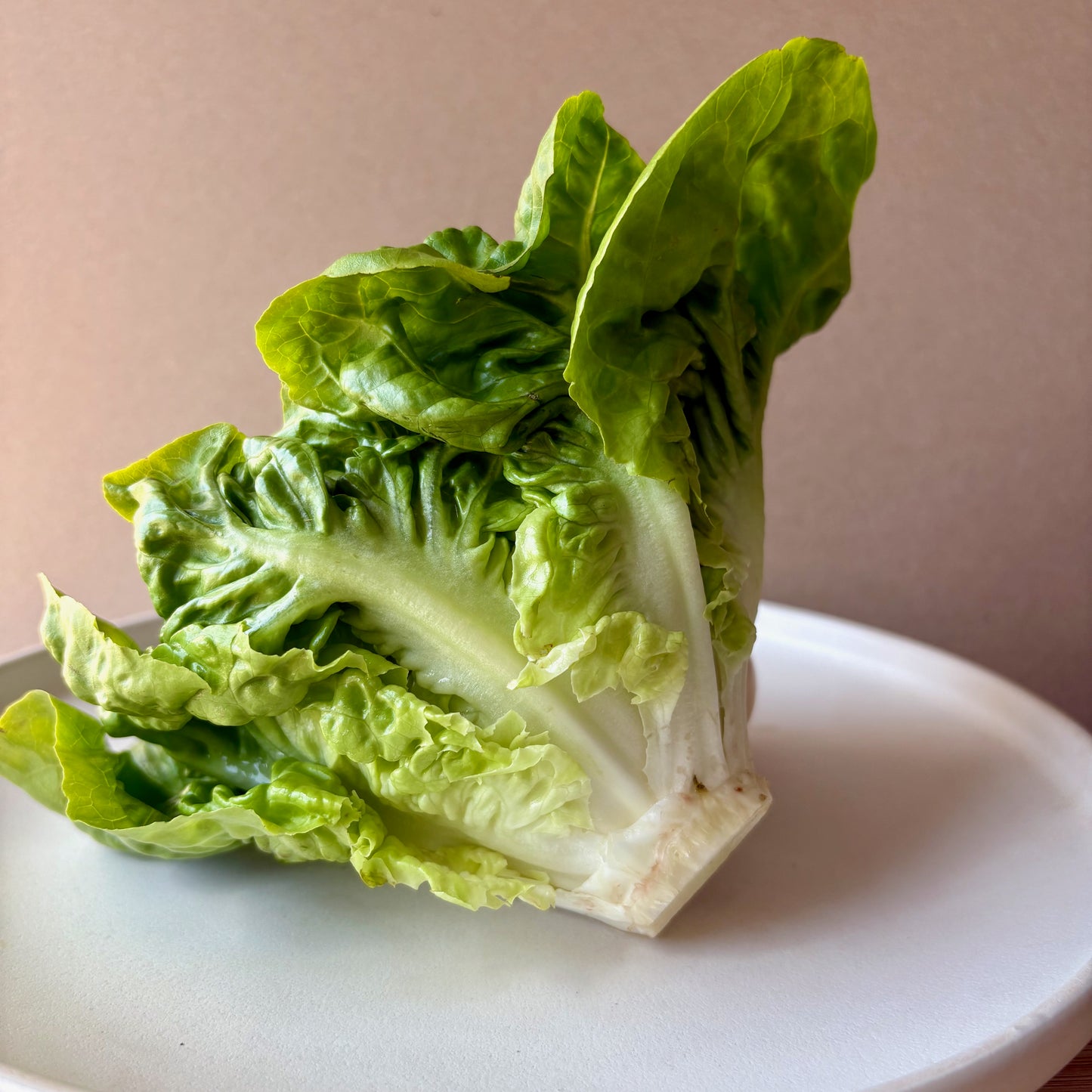 Lettuce - Buttercrunch