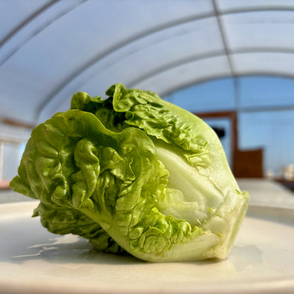 Lettuce - Buttercrunch
