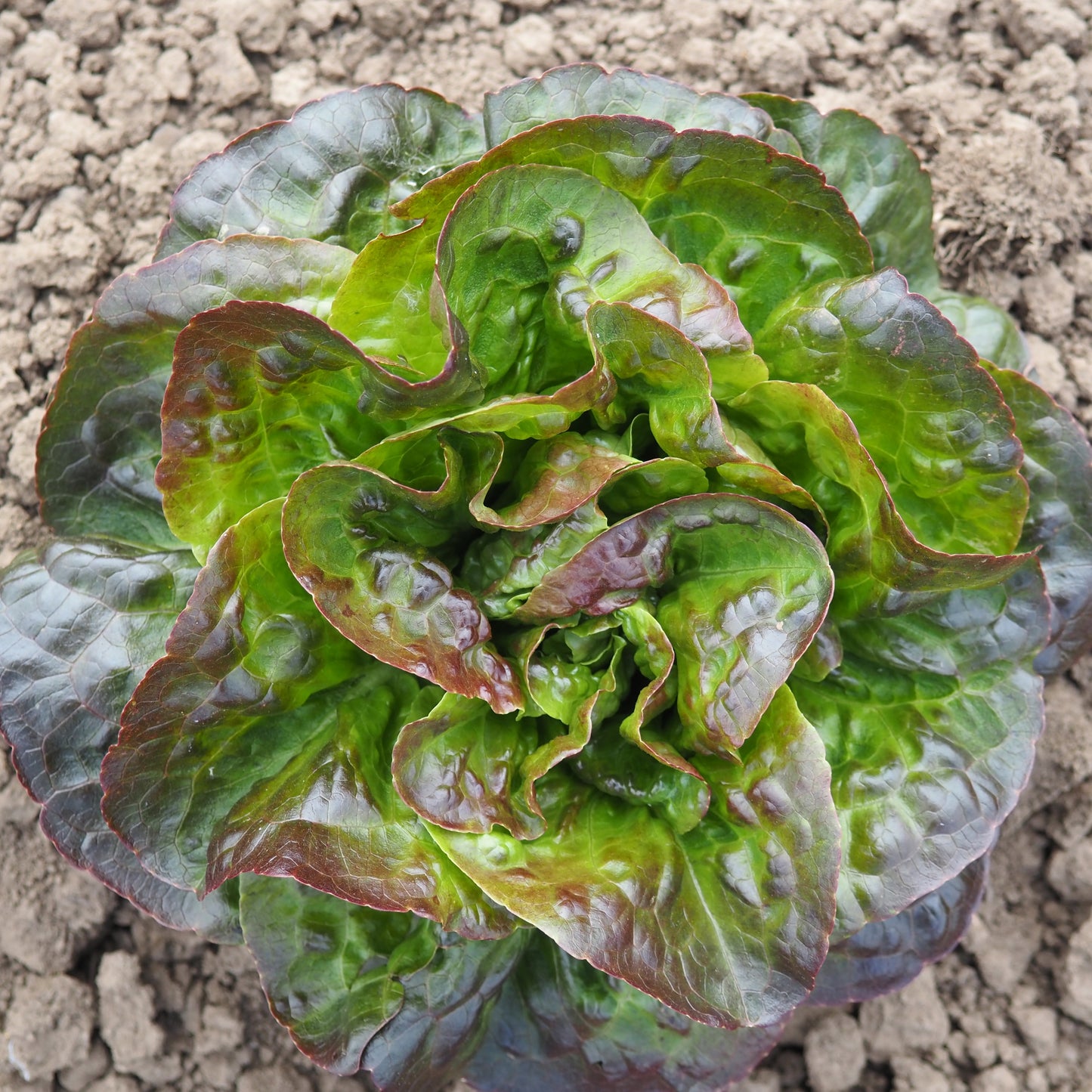 Lettuce ⁃ Organic Seed - Cegolaine