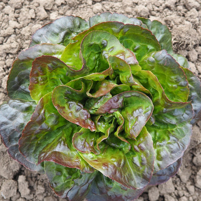 Lettuce ⁃ Organic Seed - Cegolaine