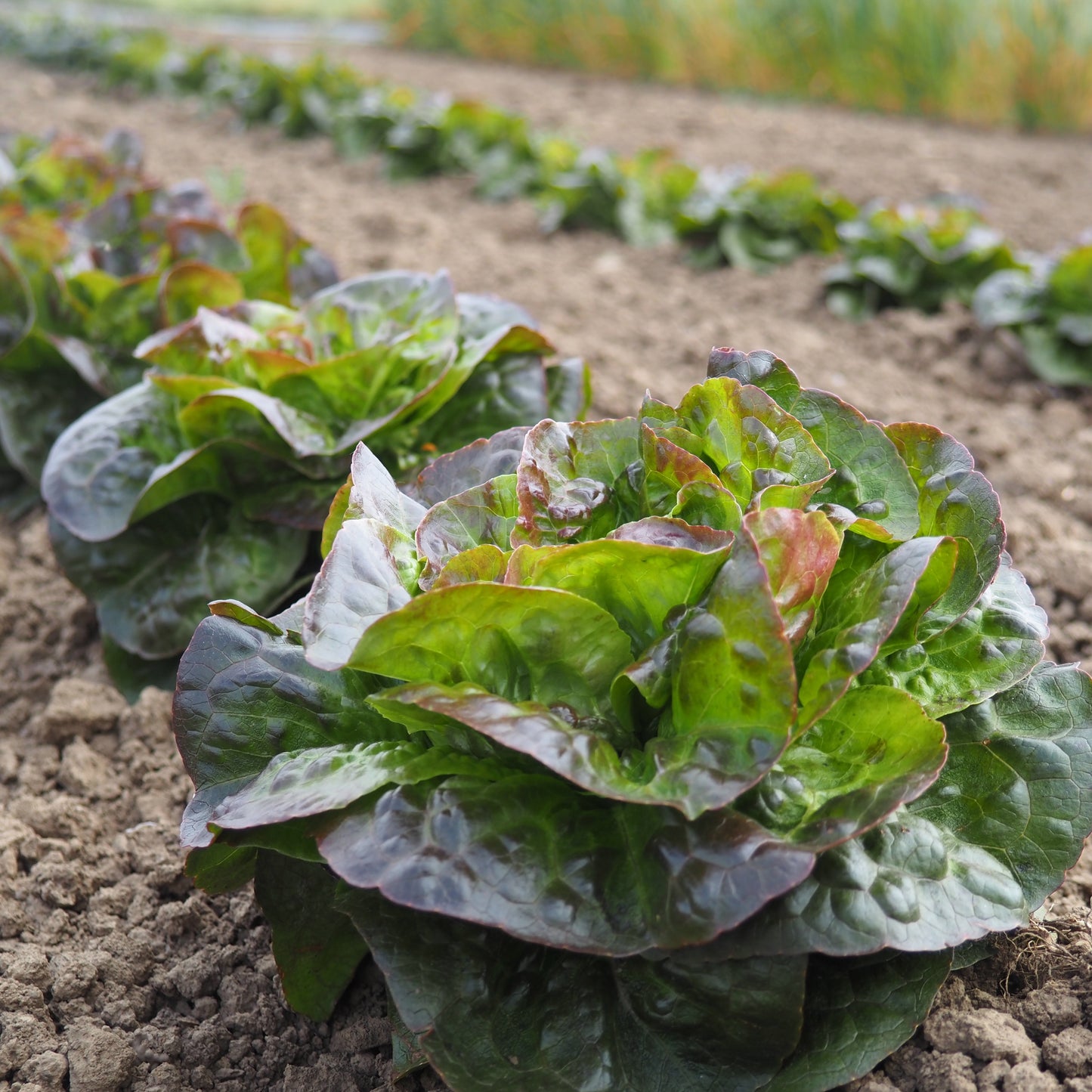 Lettuce ⁃ Organic Seed - Cegolaine