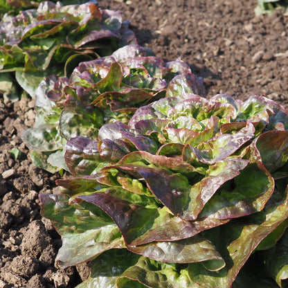 Lettuce ⁃ Organic Seed - Cegolaine