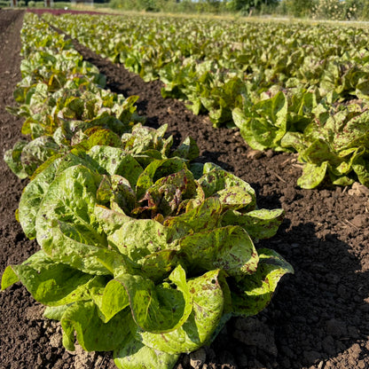 Lettuce ⁃ Organic Seed - Flashy Trout Back