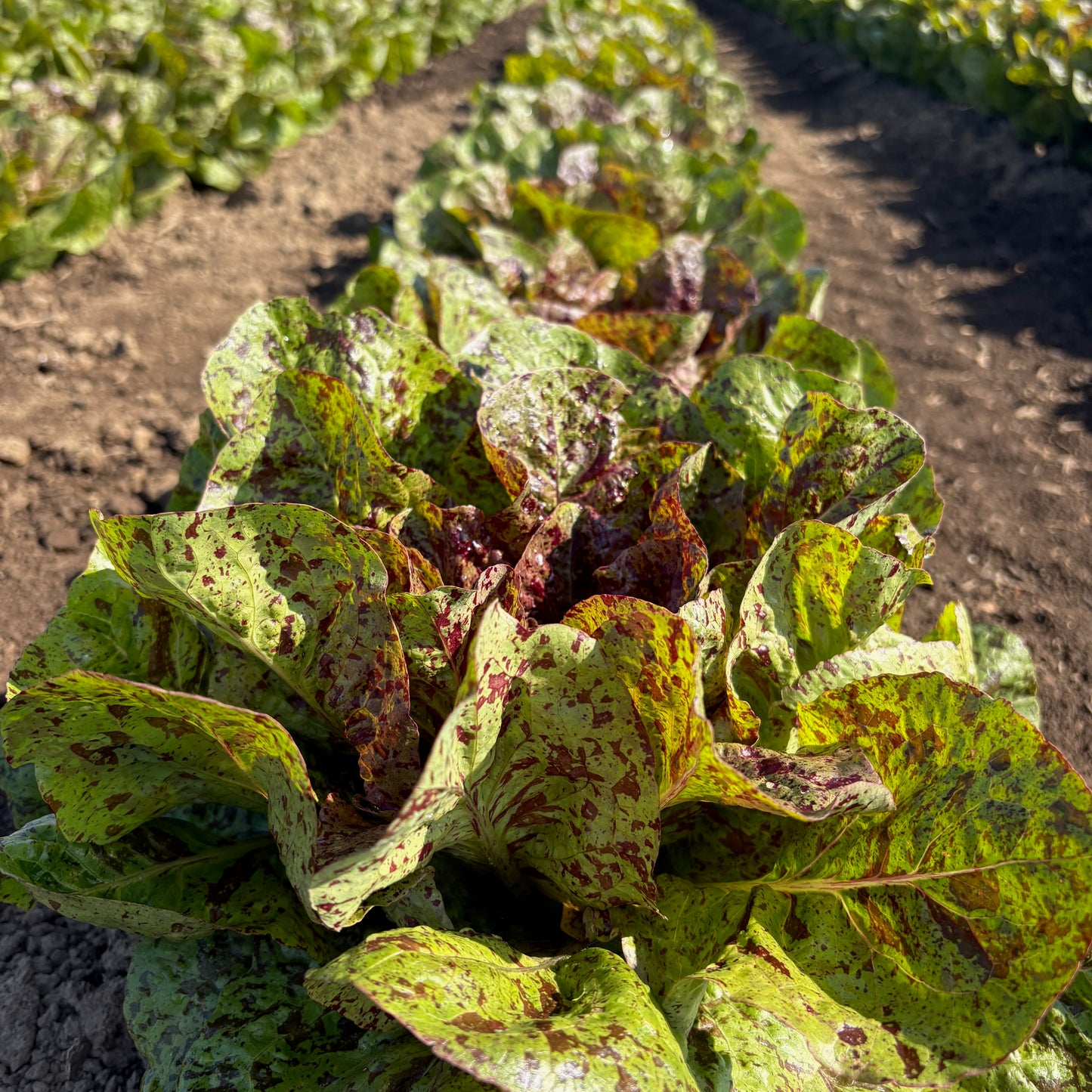 Lettuce ⁃ Organic Seed - Flashy Trout Back