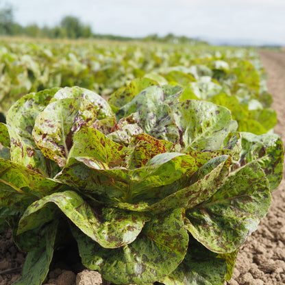 Lettuce ⁃ Organic Seed - Flashy Trout Back