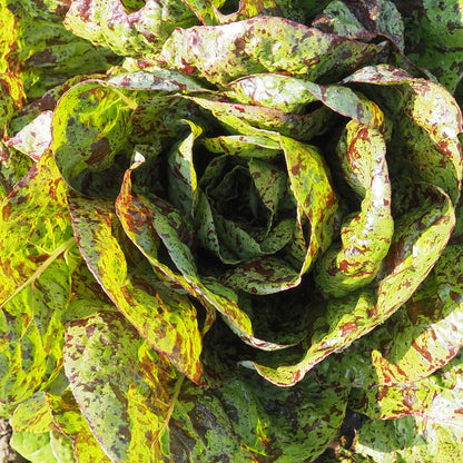 Lettuce ⁃ Organic Seed - Flashy Trout Back