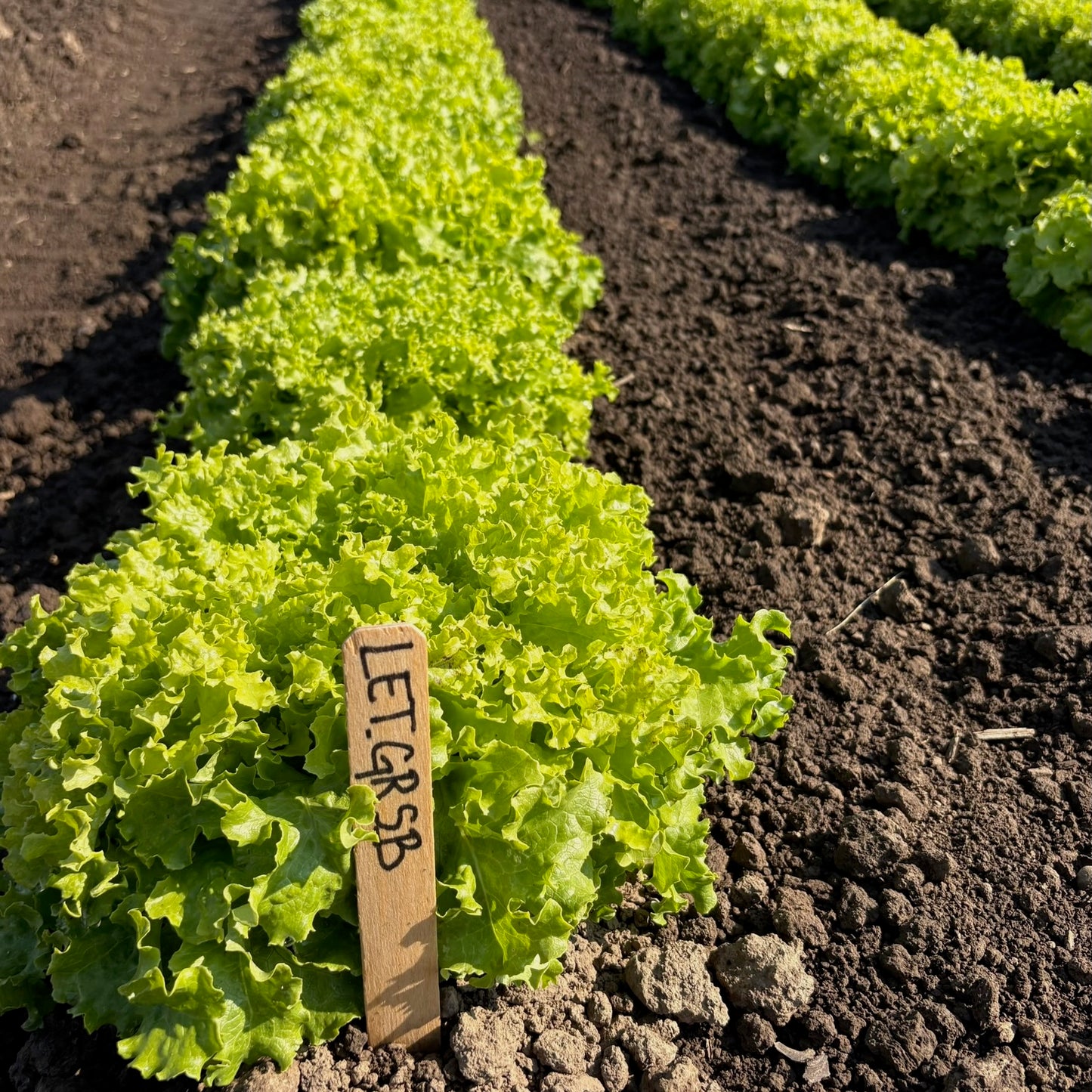 Lettuce ⁃ Organic Seed - Green Saladbowl