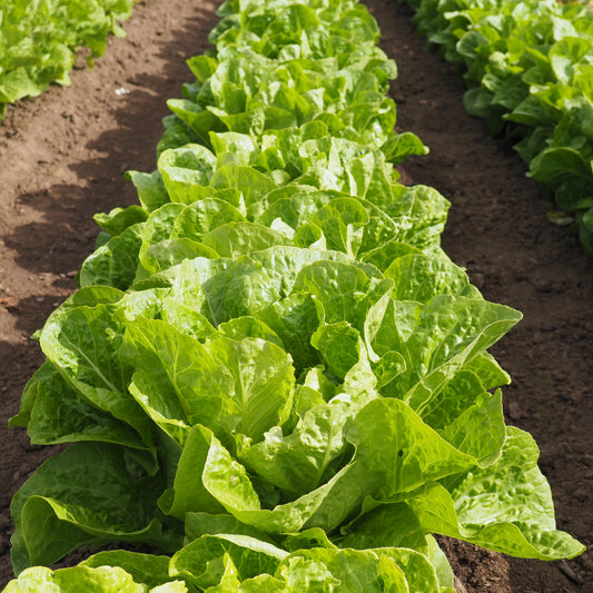 Lettuce - Jericho