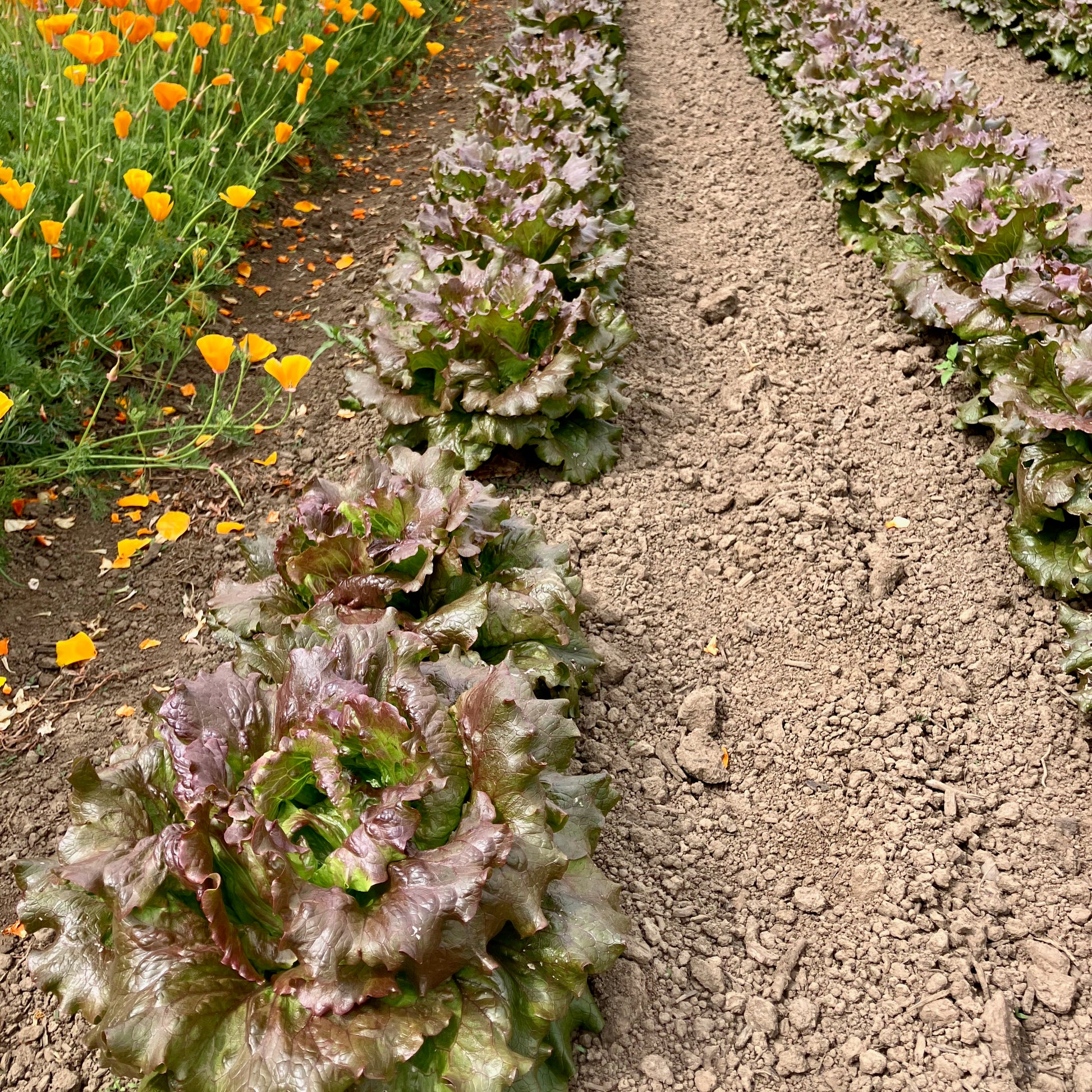 magenta plant seed Lettuce ⁃ Organic Seed