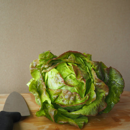 Lettuce - Pirat Butterhead