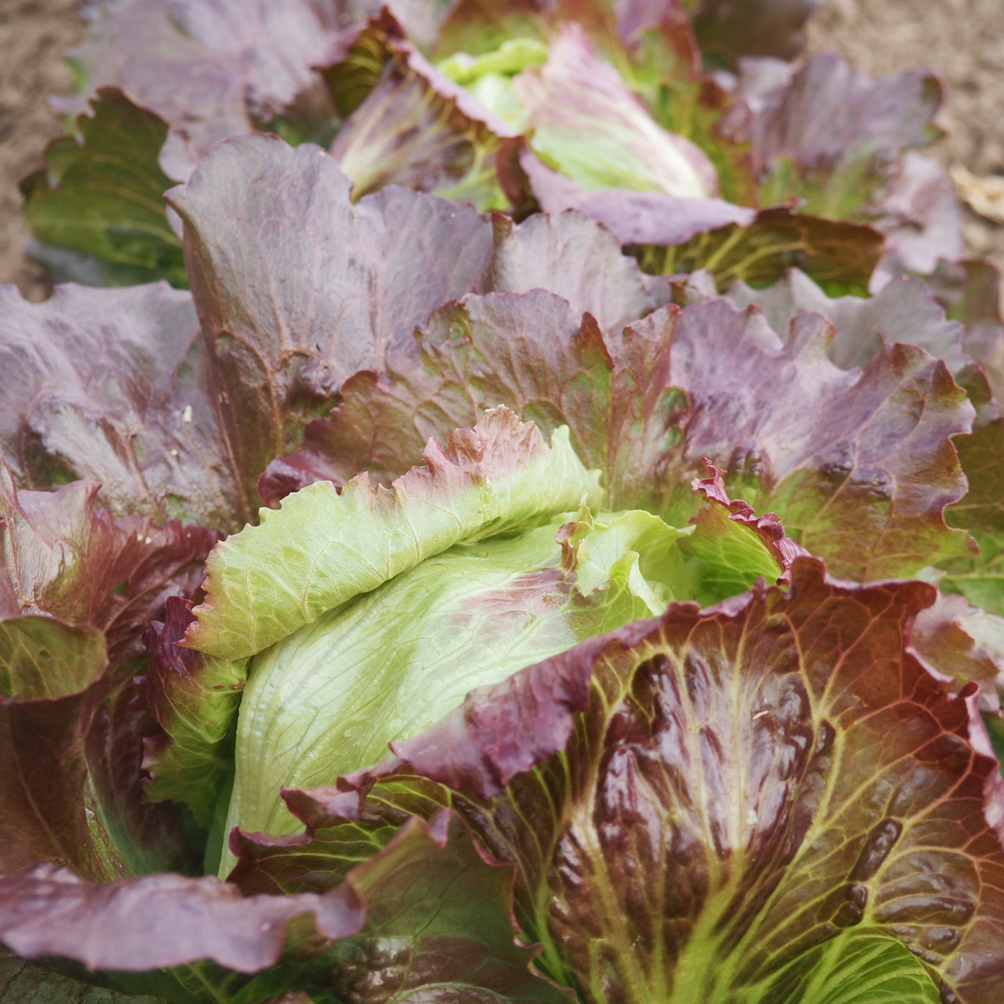 Lettuce ⁃ Organic Seed - Red Iceberg