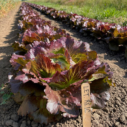 Lettuce ⁃ Organic Seed - Red Iceberg