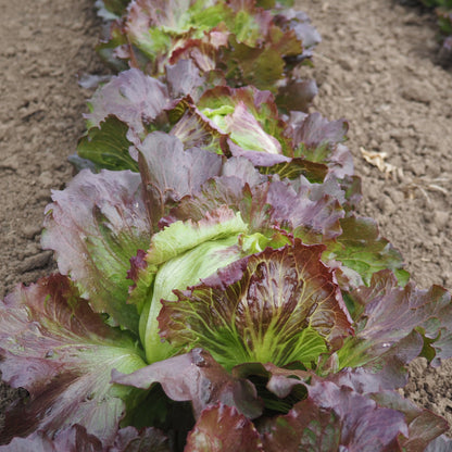 Lettuce ⁃ Organic Seed - Red Iceberg