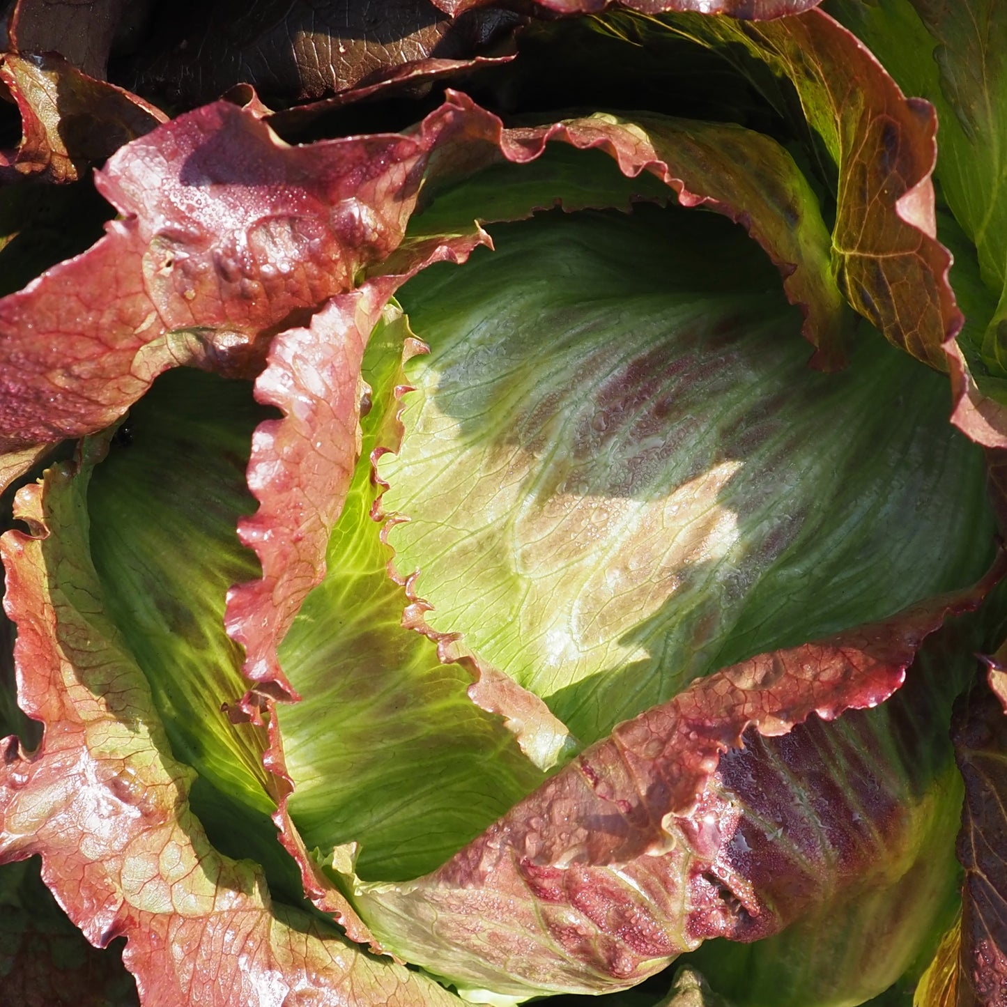 Lettuce ⁃ Organic Seed - Red Iceberg