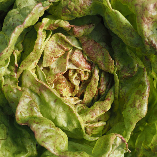 Lettuce - Speckled Amish Bibb