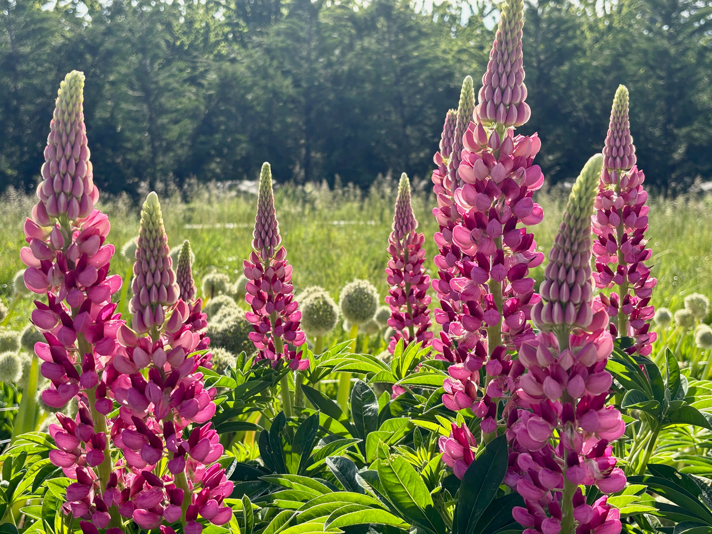 Lupine ⁃ Organic Seed - The Chatelaine