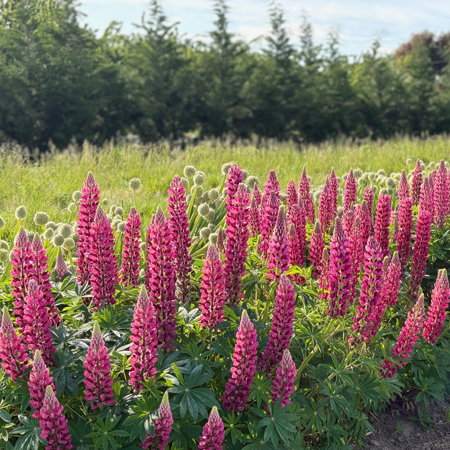 Lupine ⁃ Organic Seed - The Chatelaine