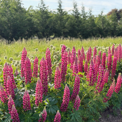 Lupine ⁃ Organic Seed - The Chatelaine