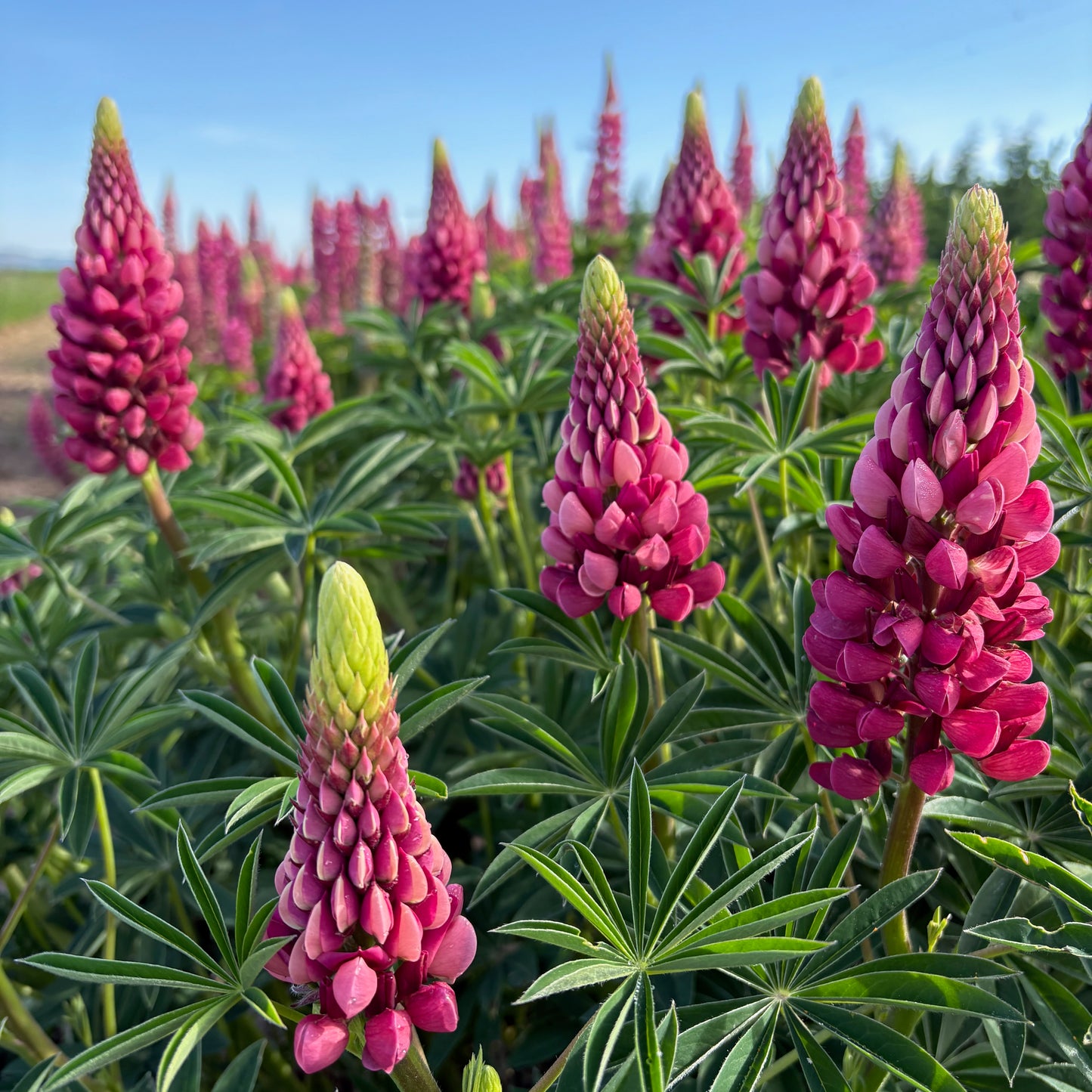lupine from seed to flower Lupine ⁃ Organic Seed - The Chatelaine