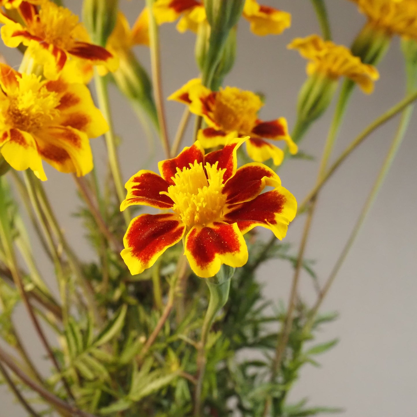 Marigold - Frances Choice