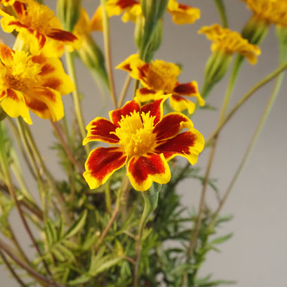 Marigold - Frances Choice