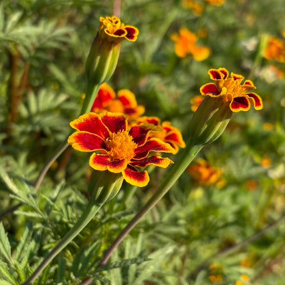 Marigold - Frances Choice