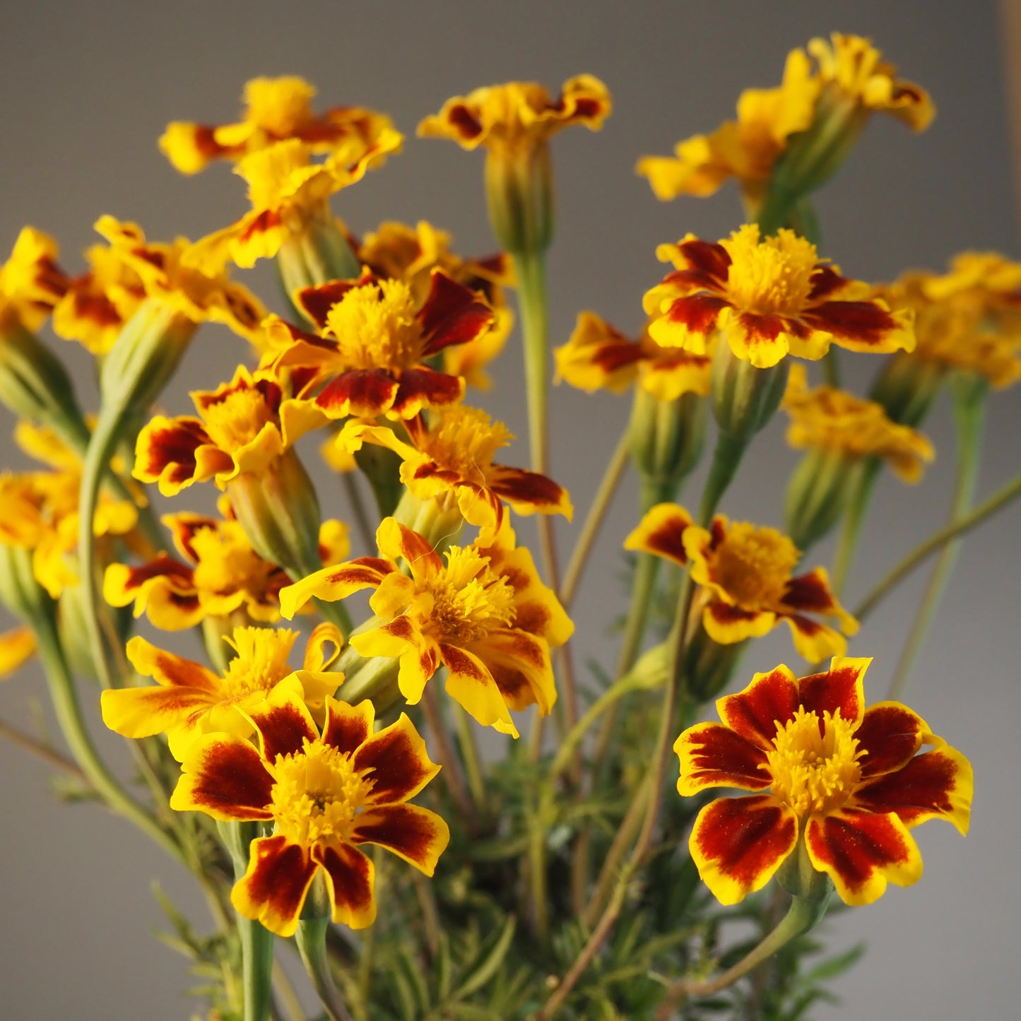 Marigold - Frances Choice