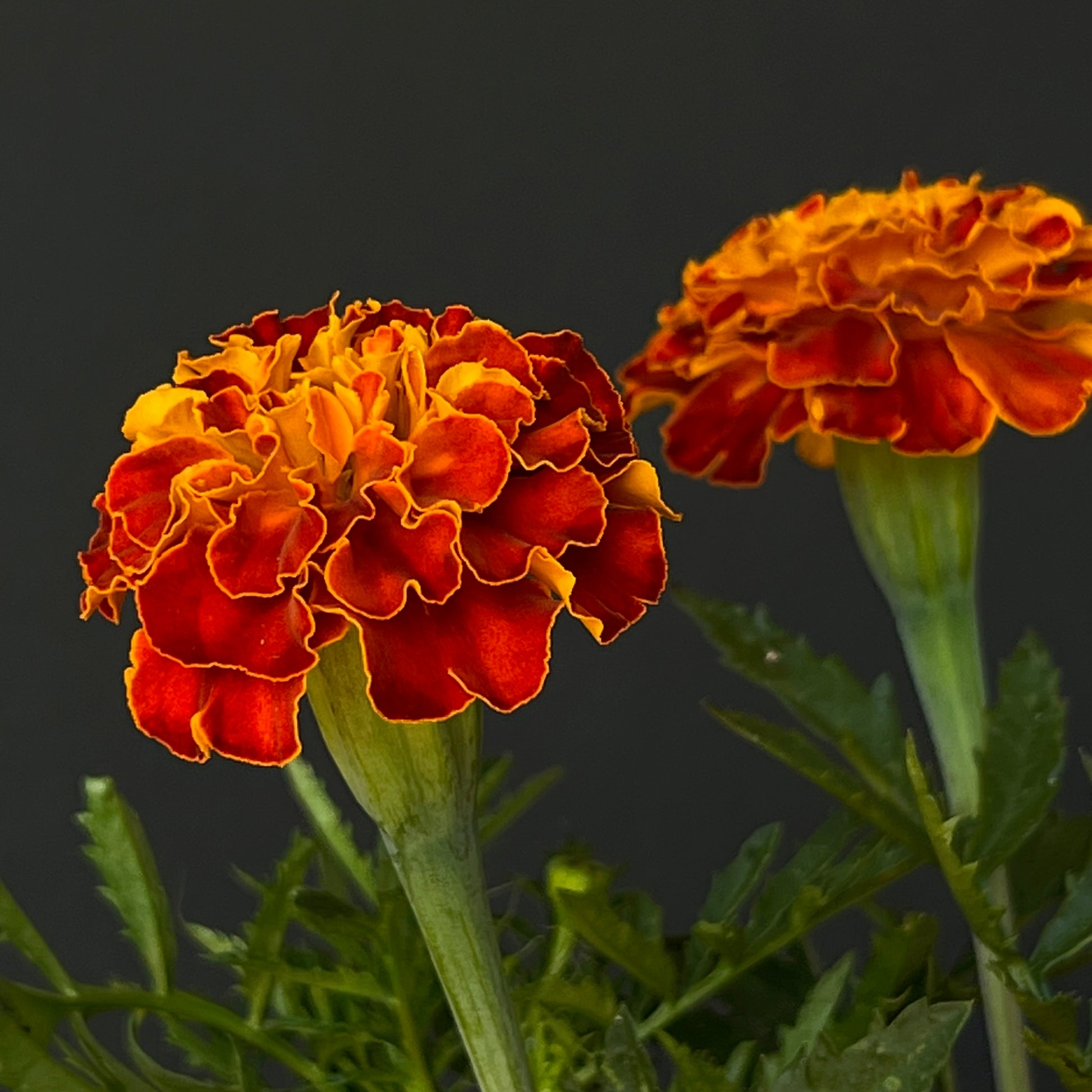 red marigold seeds Marigold ⁃ Organic Seed
