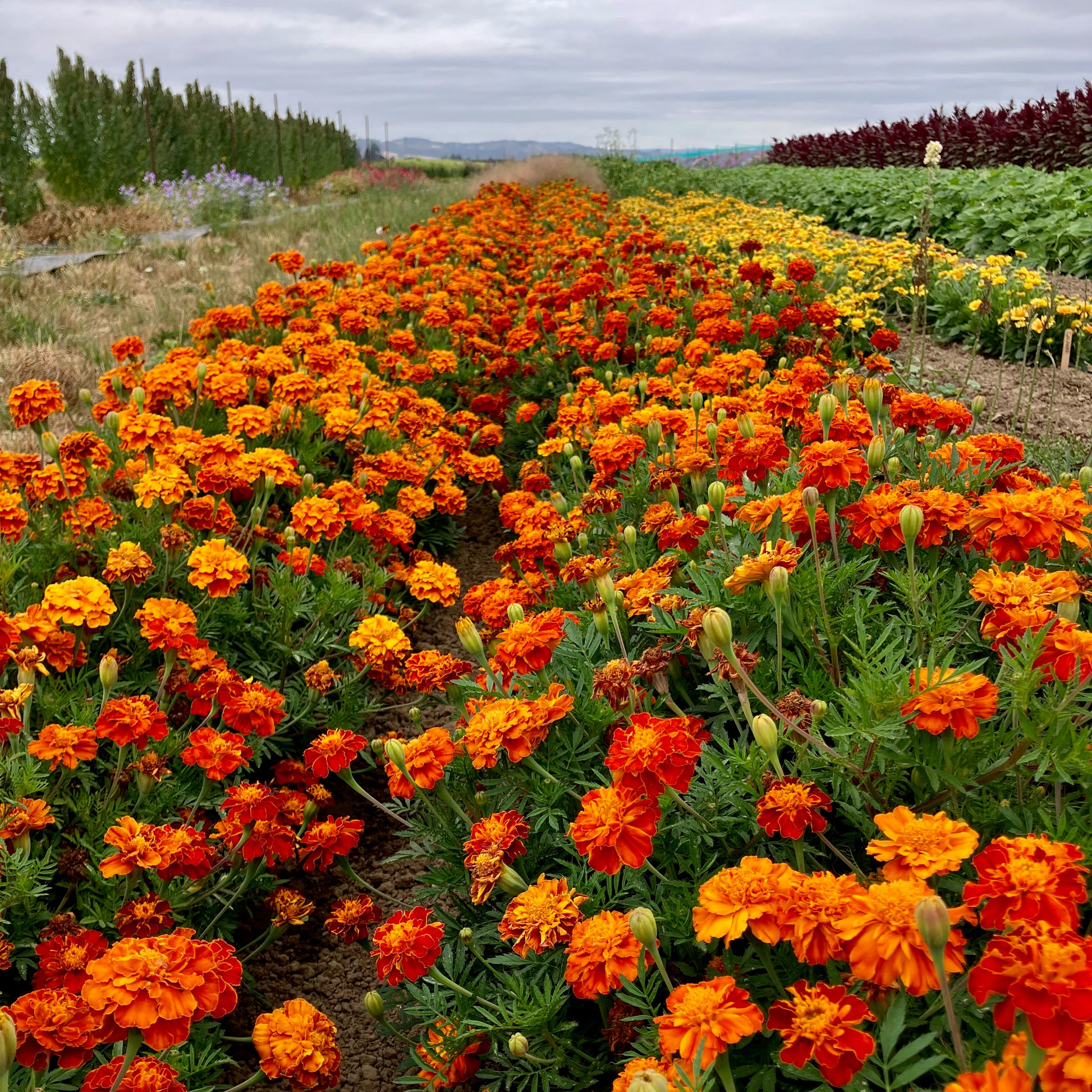 queen sophia marigold seeds Marigold ⁃ Organic Seed - Queen Sophia