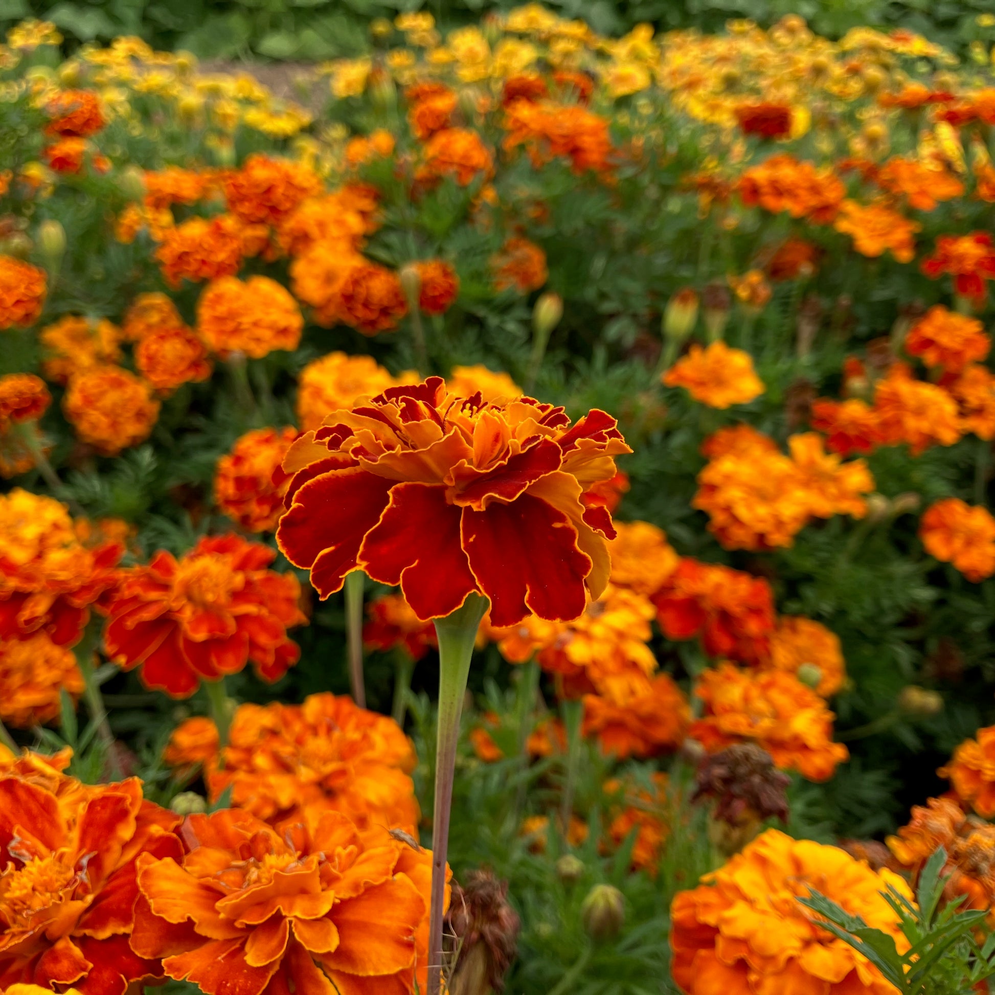 Marigold  Organic Seed - Queen Sophia - 50 Seeds