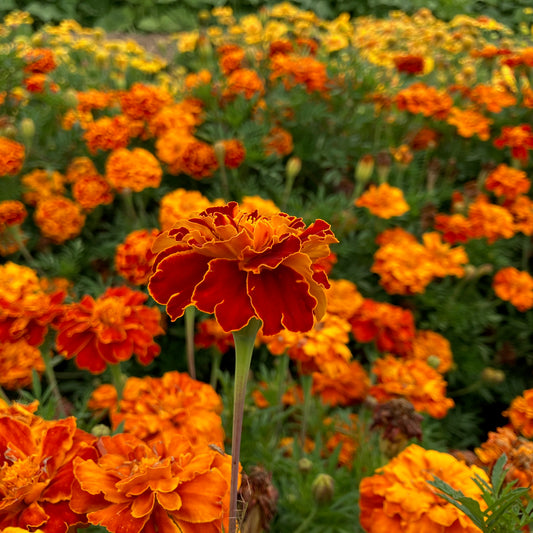 Marigold ⁃ Organic Seed - Queen Sophia