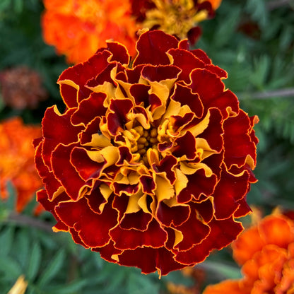 Marigold ⁃ Organic Seed - Queen Sophia