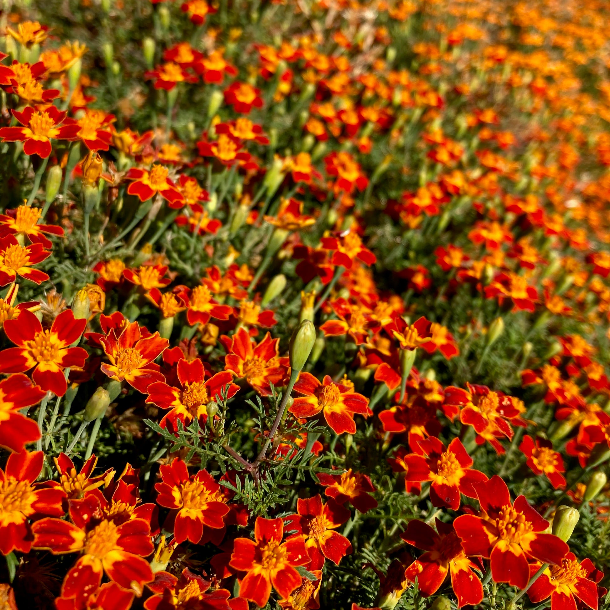red marigold seeds Marigold ⁃ Organic Seed