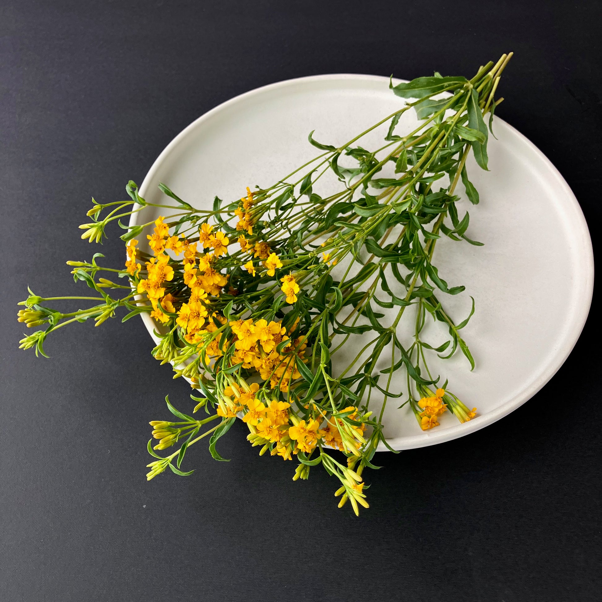 mexican mint marigold seeds Mexican Mint Marigold ⁃ Organic Seed