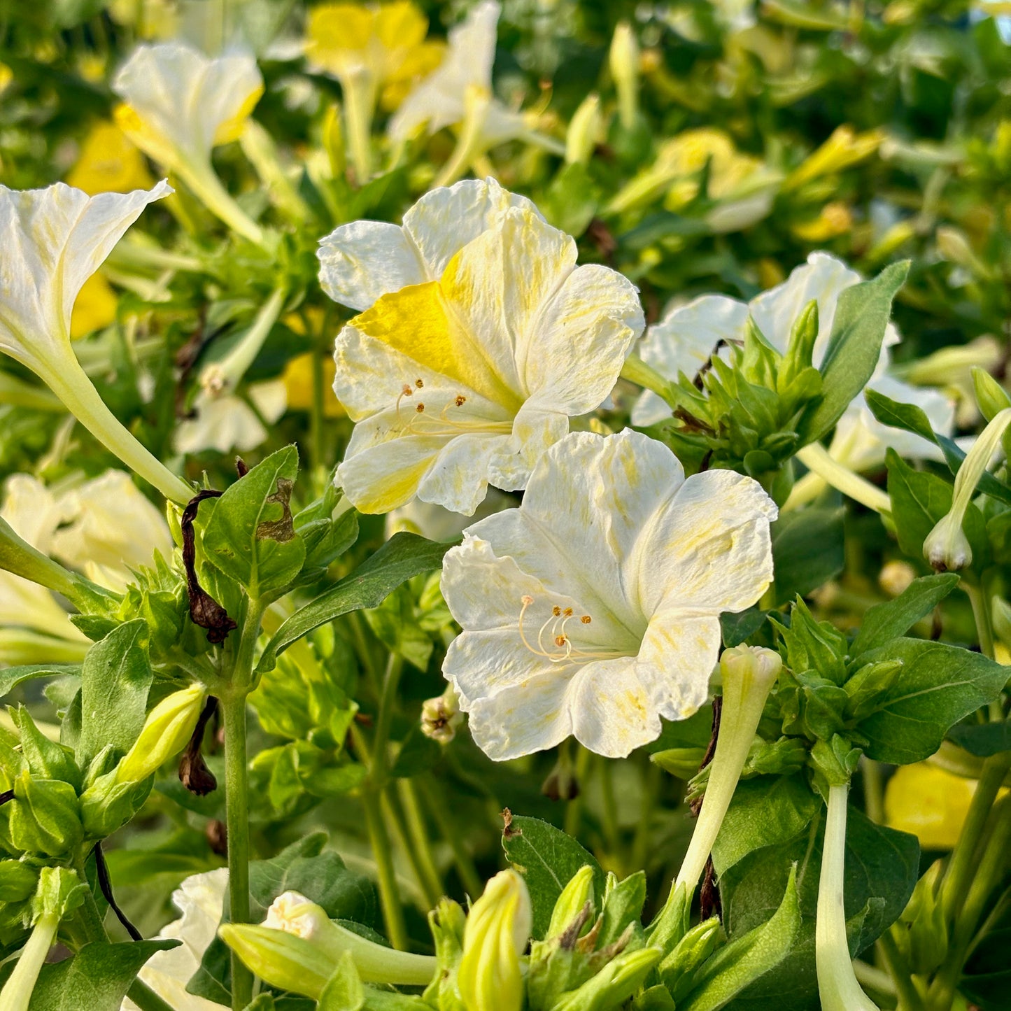 Mirabilis jal. - Lemon Swirl