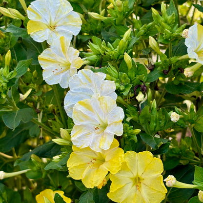 Mirabilis jal. - Lemon Swirl