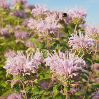 Monarda (Bee Balm) ⁃ Organic Seed - Wild Bergamot