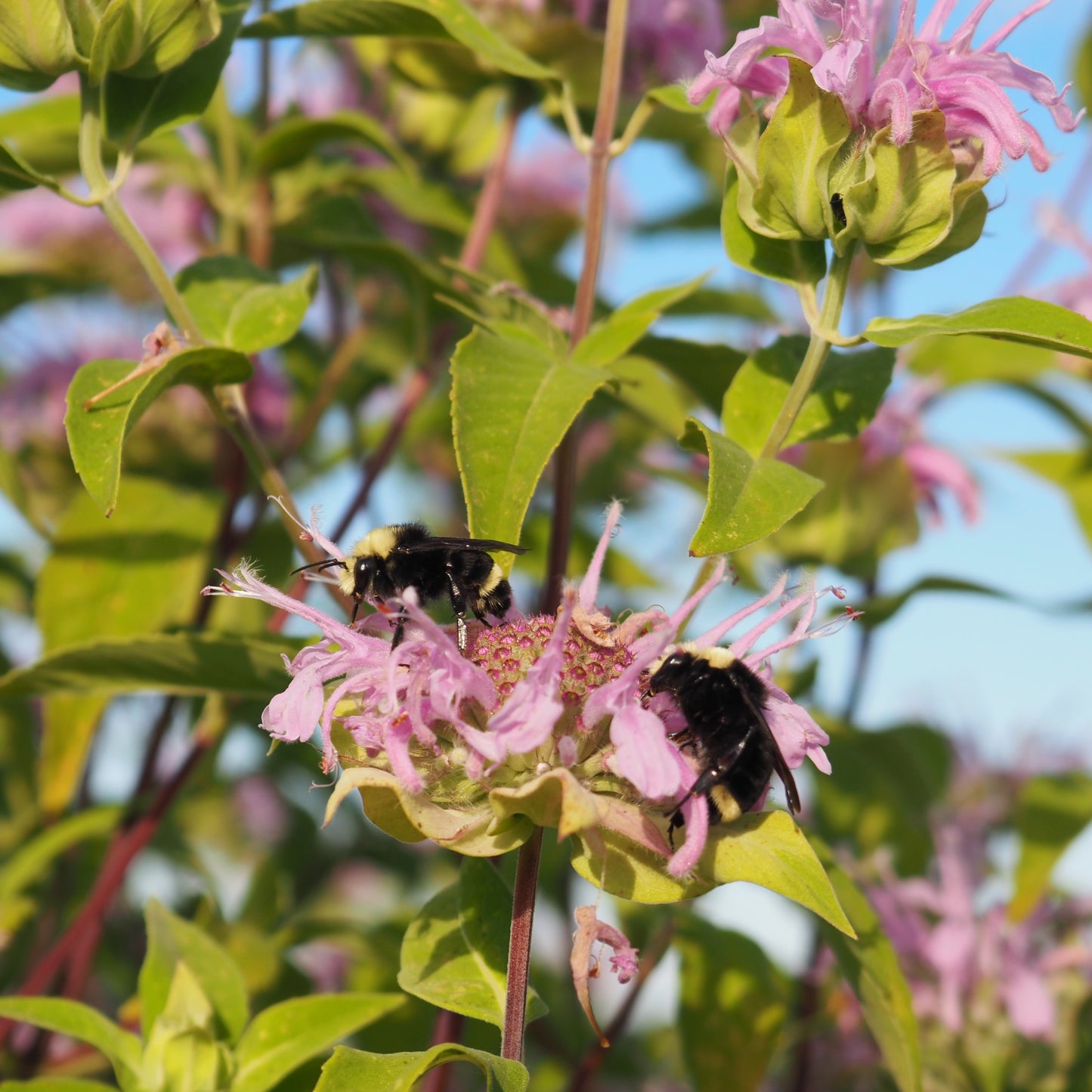 Monarda (Bee Balm) ⁃ Organic Seed - Wild Bergamot