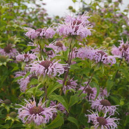 Monarda (Bee Balm) ⁃ Organic Seed - Wild Bergamot