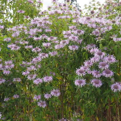 Monarda (Bee Balm) ⁃ Organic Seed - Wild Bergamot