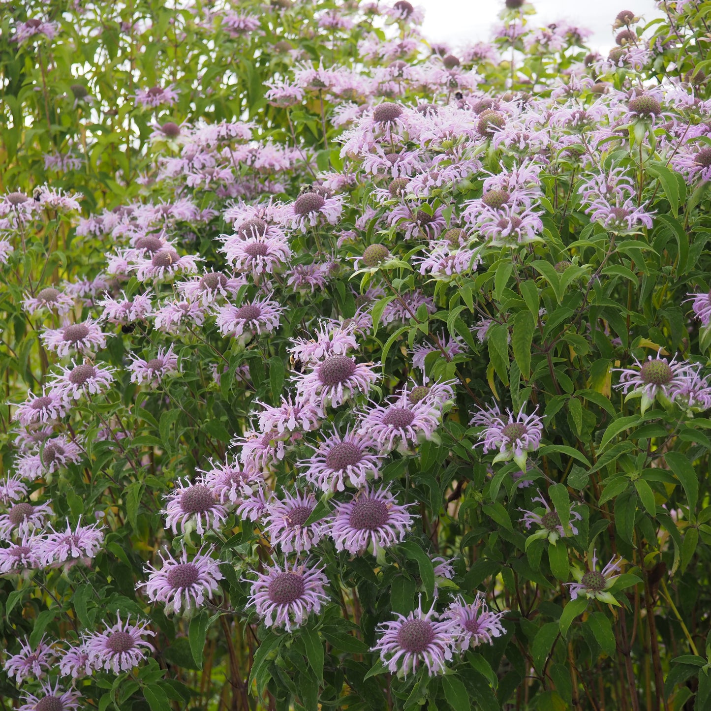 Monarda (Bee Balm) ⁃ Organic Seed - Wild Bergamot