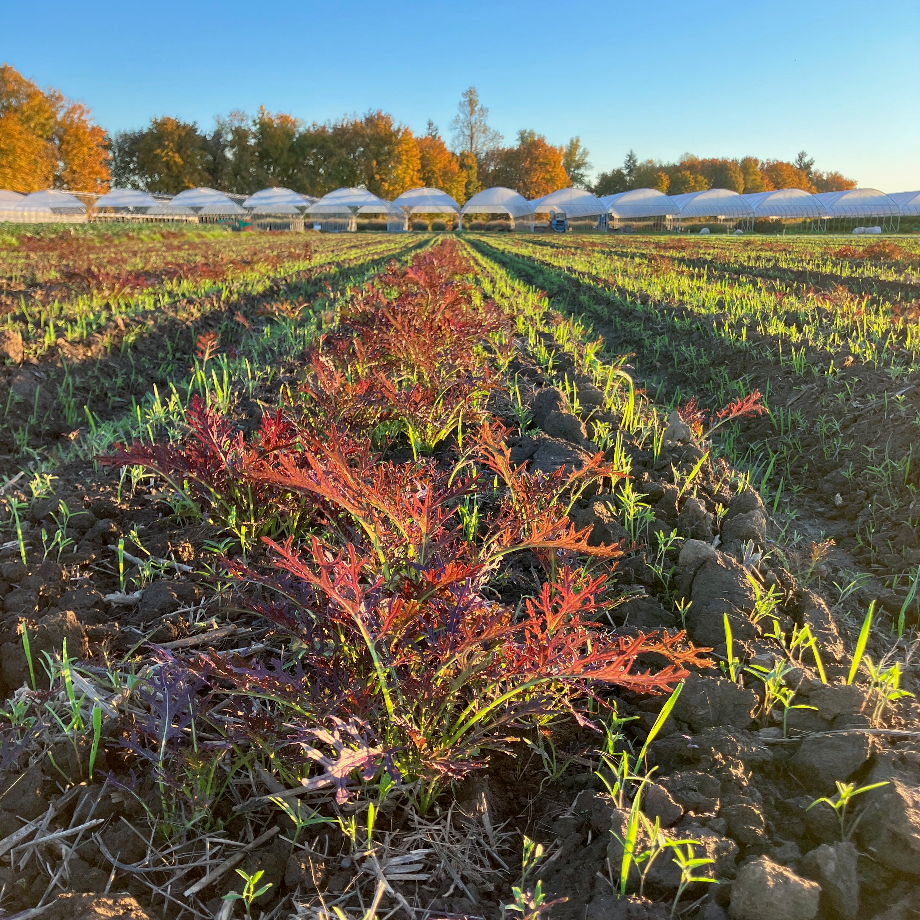 Greens - Ruby Streaks Mustard – Summertime Seed Co.