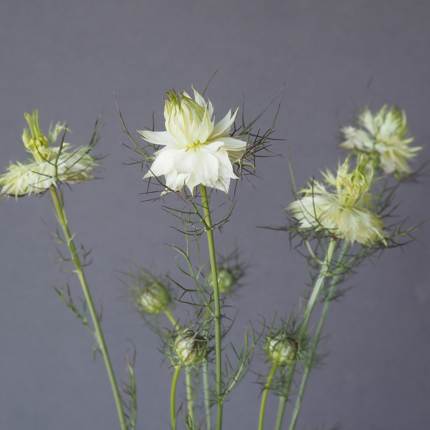 Nigella - Albion Black Pod