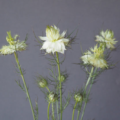 Nigella - Albion Black Pod