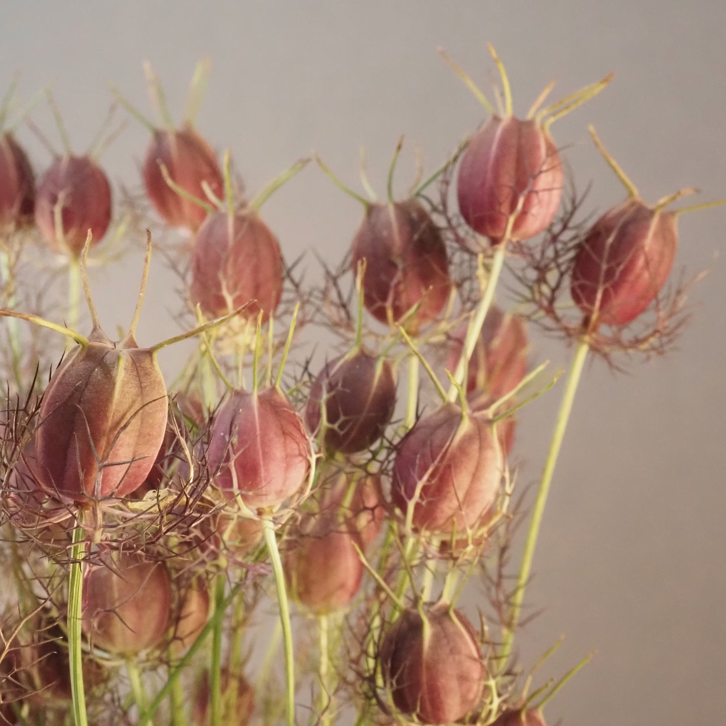 Nigella - Albion Black Pod