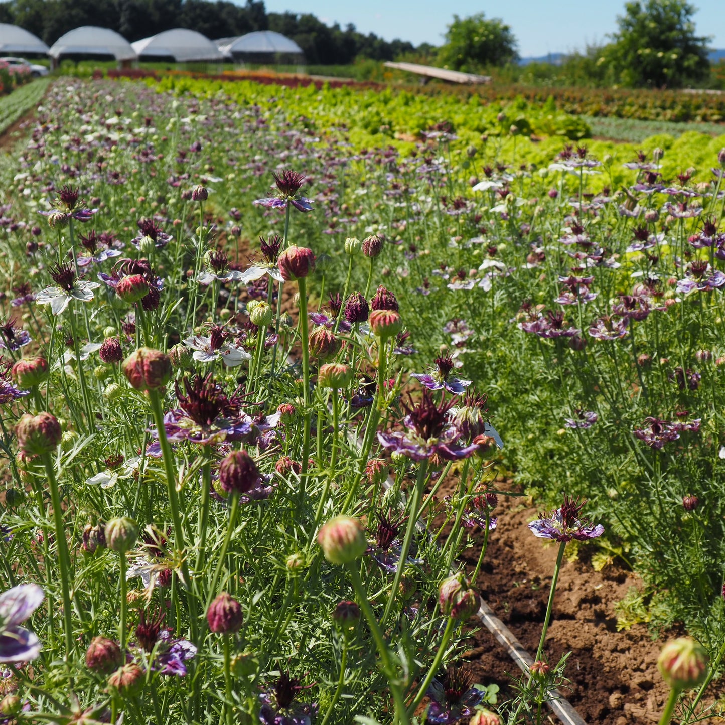 Nigella - Delft Blue