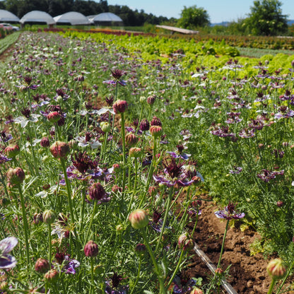 Nigella - Delft Blue