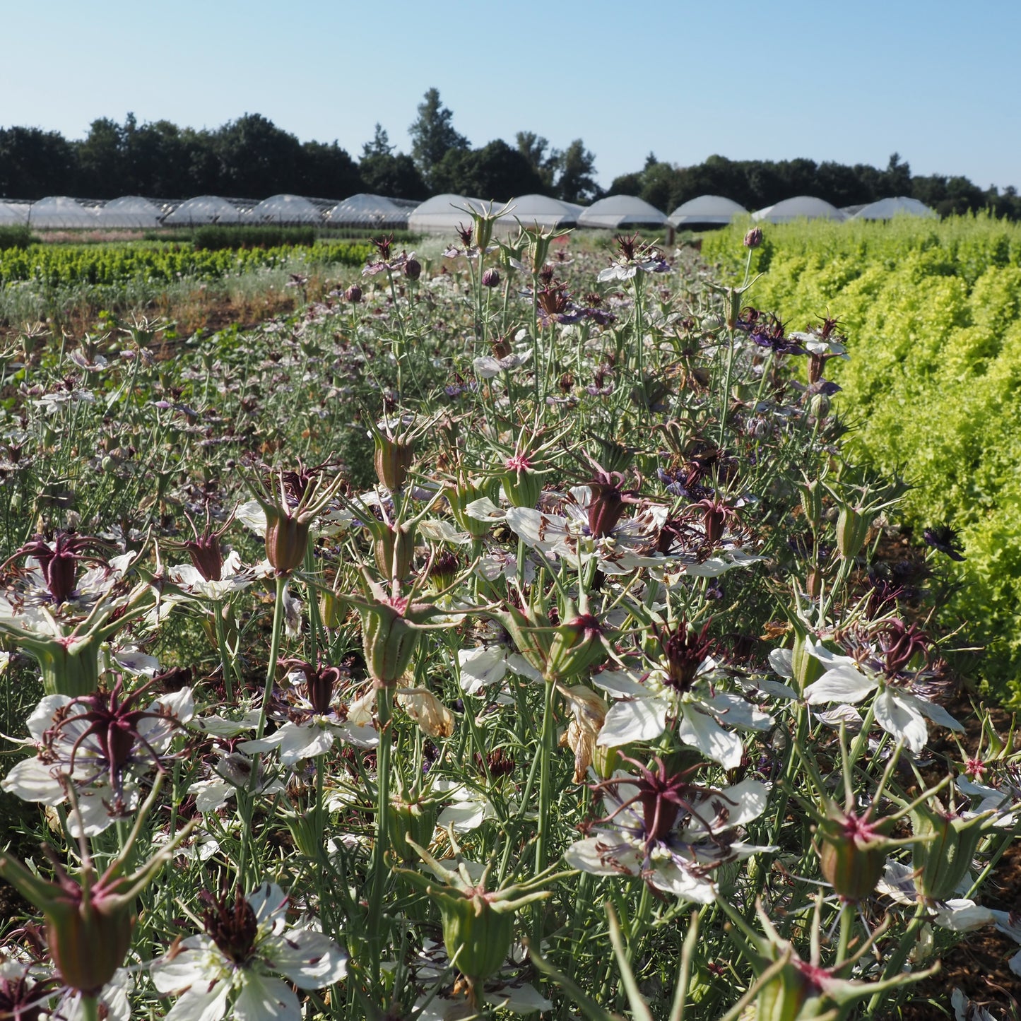 Nigella - Delft Blue